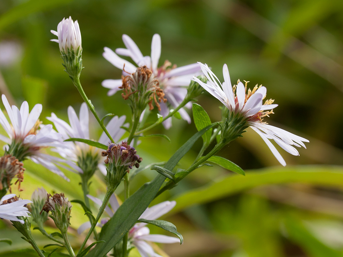 Изображение особи Symphyotrichum &times; salignum.