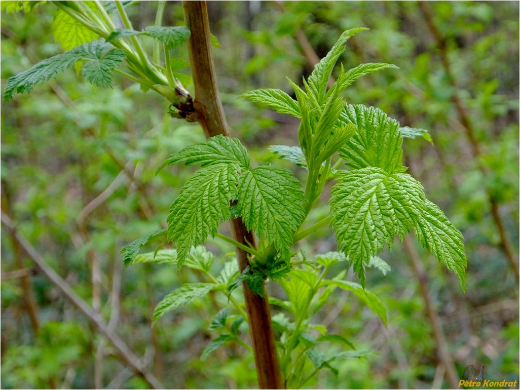 Изображение особи Rubus idaeus.