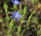 Gentiana pseudoaquatica