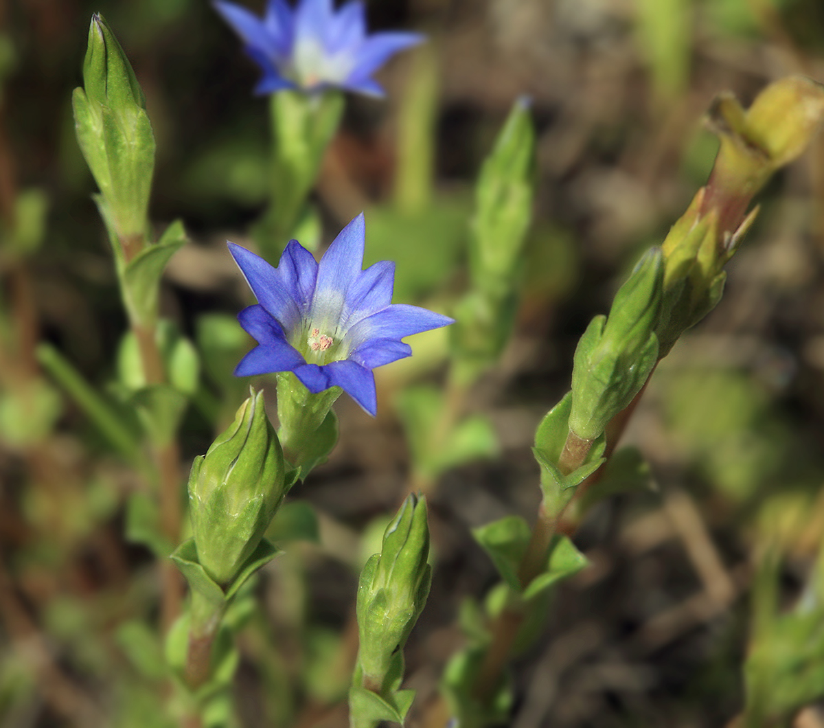 Image of Gentiana pseudoaquatica specimen.