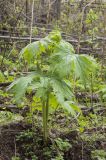 Aconitum septentrionale