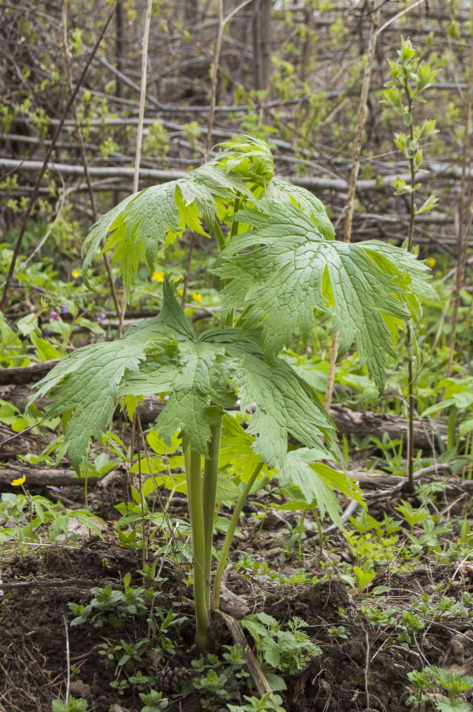 Изображение особи Aconitum septentrionale.