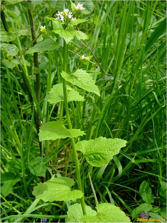 Image of Alliaria petiolata specimen.