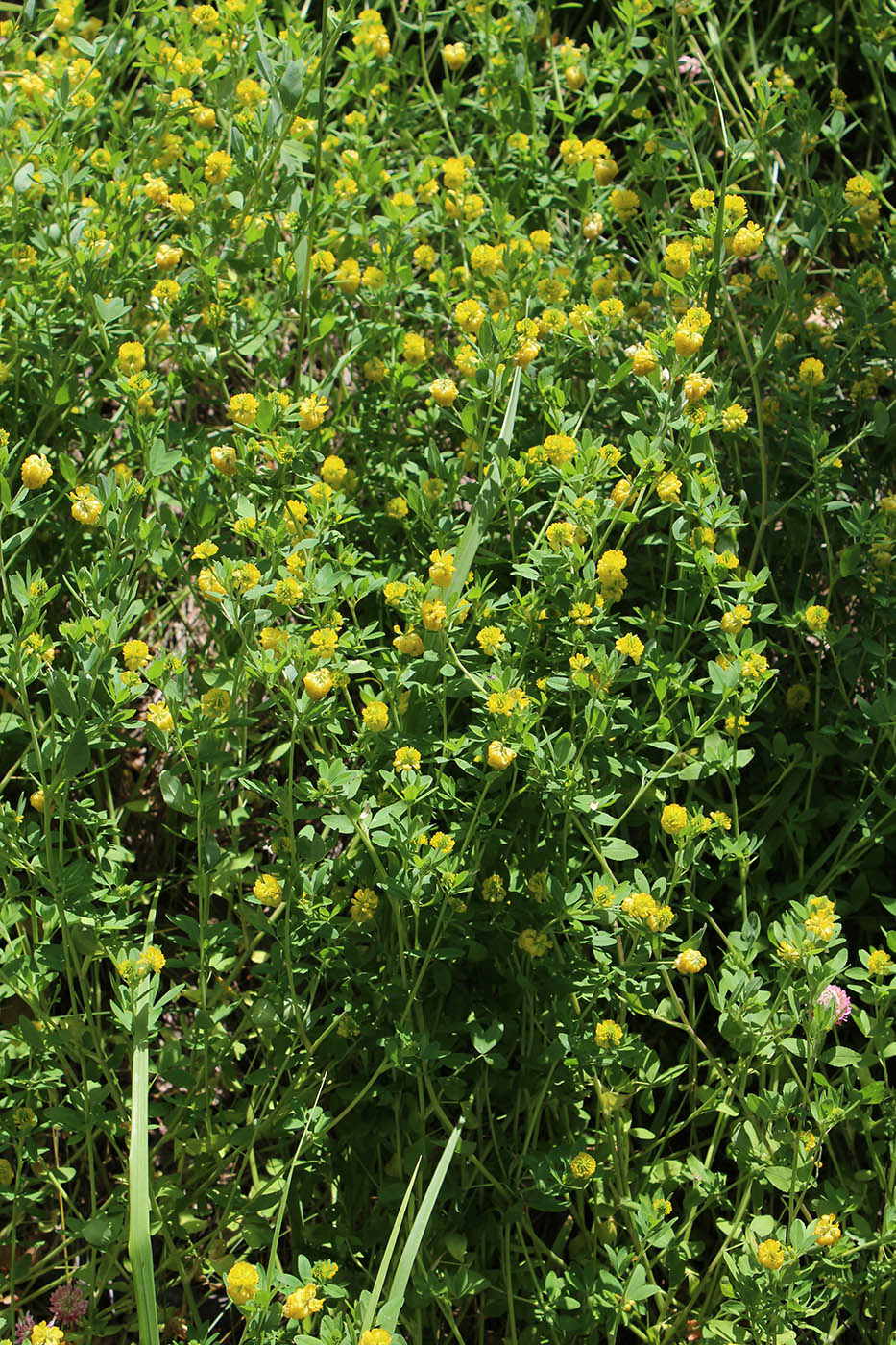 Изображение особи Trifolium aureum.