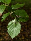 Betula raddeana. Верхушка веточки. Санкт-Петербург, ботанический сад БИН РАН, в культуре. 30.09.2016.