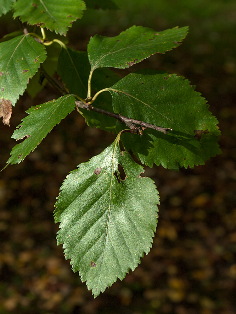 Изображение особи Betula raddeana.