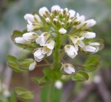 Microthlaspi perfoliatum
