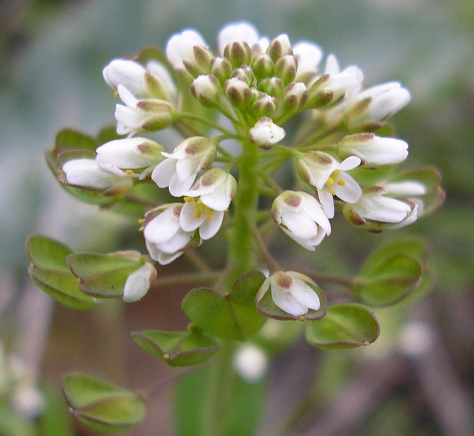 Image of Microthlaspi perfoliatum specimen.