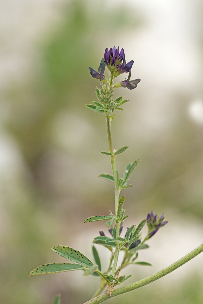 Image of Medicago &times; varia specimen.