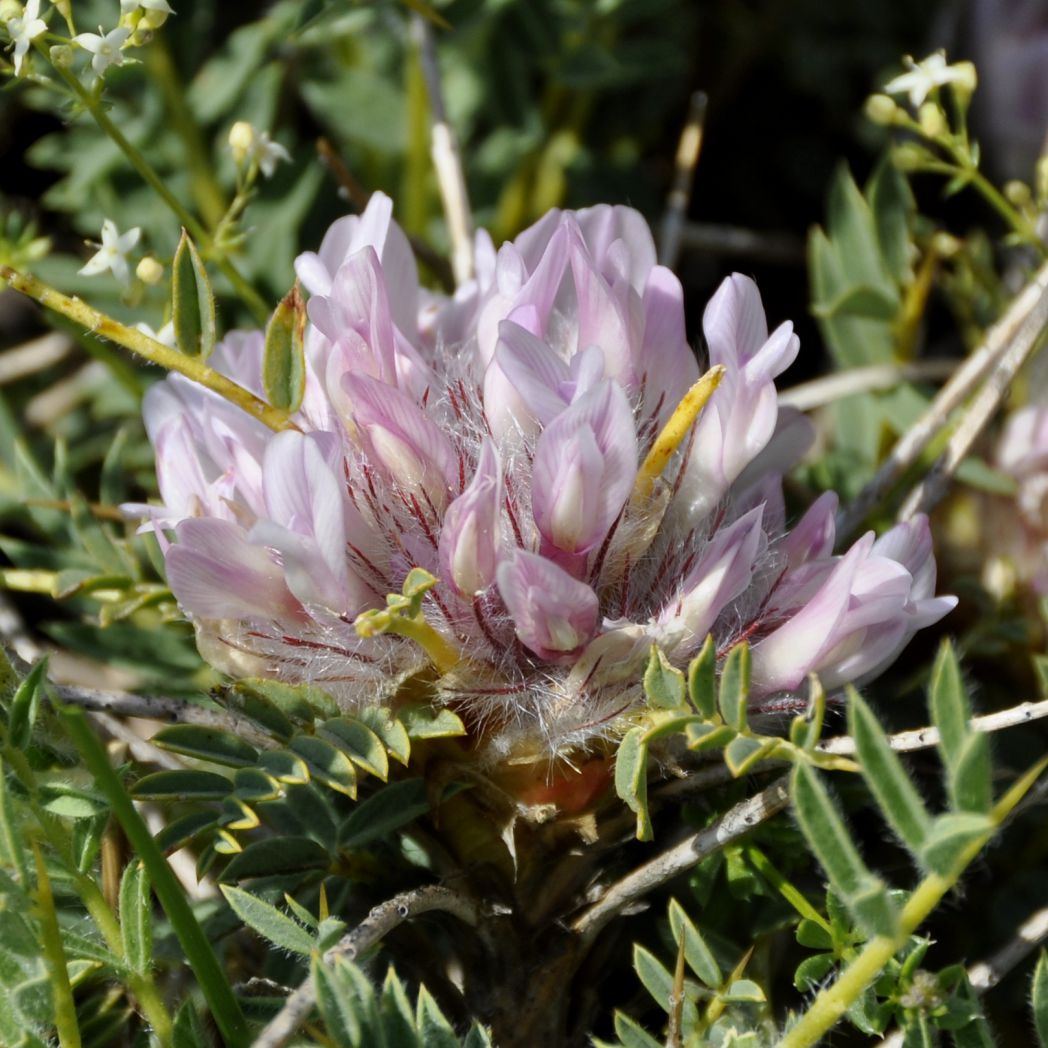Image of Astragalus thracicus specimen.