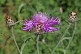 Centaurea jacea. Верхушки побегов с распустившимся и нераспустившимися соцветиями. Узбекистан, г. Ташкент, Ботанический сад им. Ф.Н. Русанова. 24.06.2017.