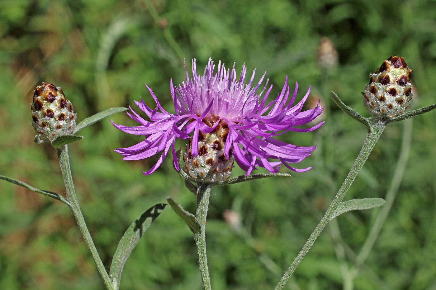 Изображение особи Centaurea jacea.