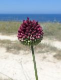 Allium sphaerocephalon. Верхушка побега с распускающимся соцветием. Крым, Тарханкутский п-ов, ур. Джангуль, петрофитная степь. 29 июня 2017 г.