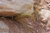 Festuca pratensis