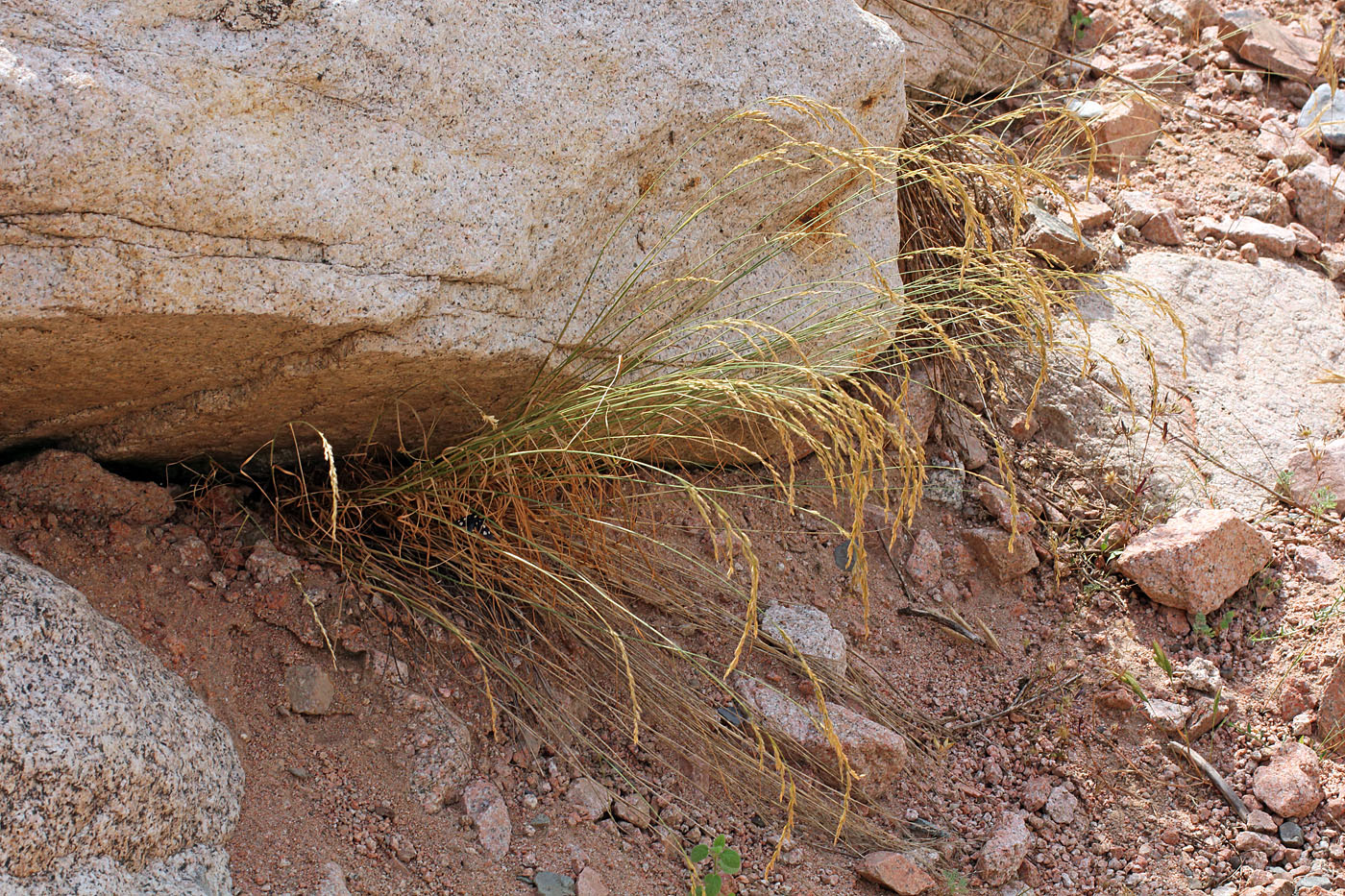 Изображение особи Festuca pratensis.