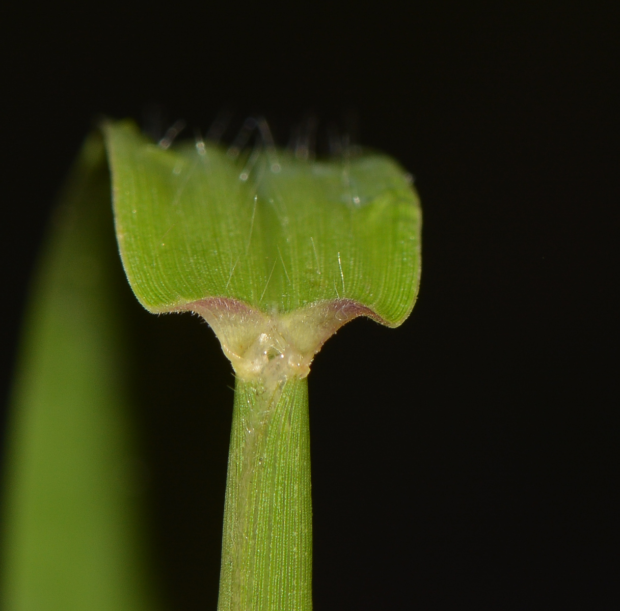 Изображение особи Cenchrus echinatus.