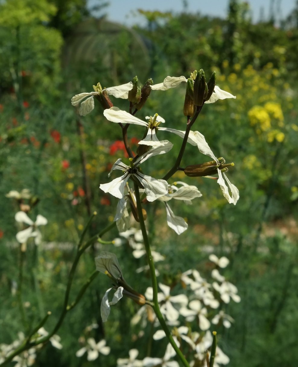 Изображение особи Eruca sativa.