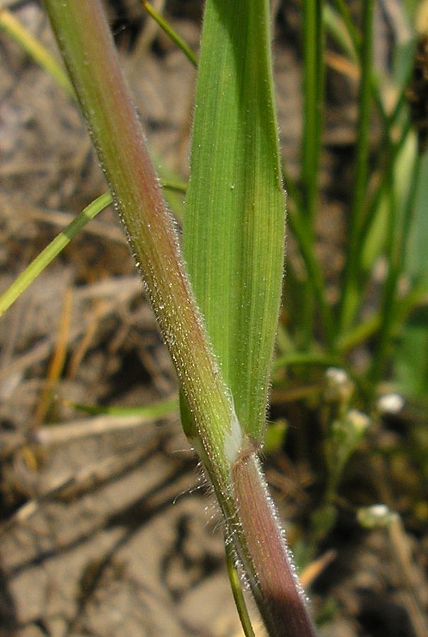 Image of Anisantha tectorum specimen.