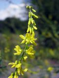 Melilotus officinalis