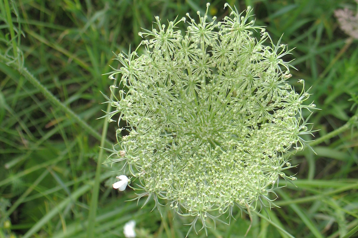 Изображение особи Daucus carota.