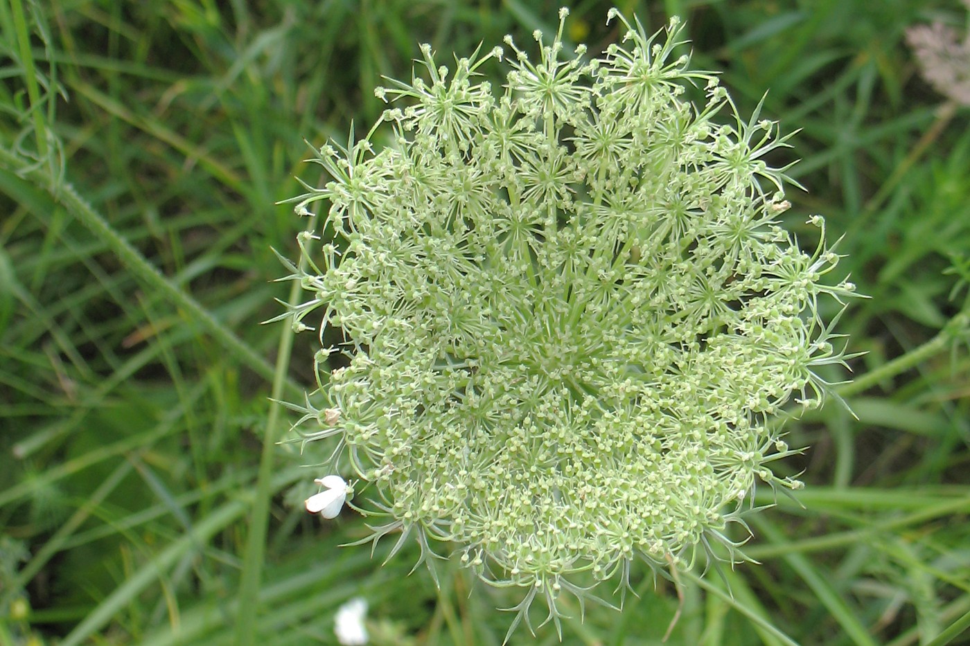 Image of Daucus carota specimen.