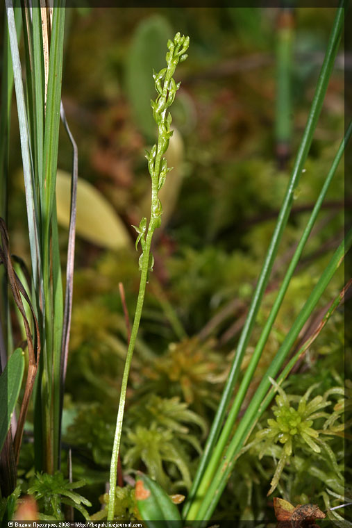 Image of Hammarbya paludosa specimen.