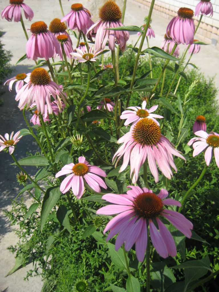 Изображение особи Echinacea purpurea.