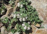 Lamium tomentosum. Цветущие растения. Кабардино-Балкария, Эльбрусский р-н, долина р. Ирикчат, ≈ 3000 м н.у.м., каменистая осыпь. 28.07.2017.