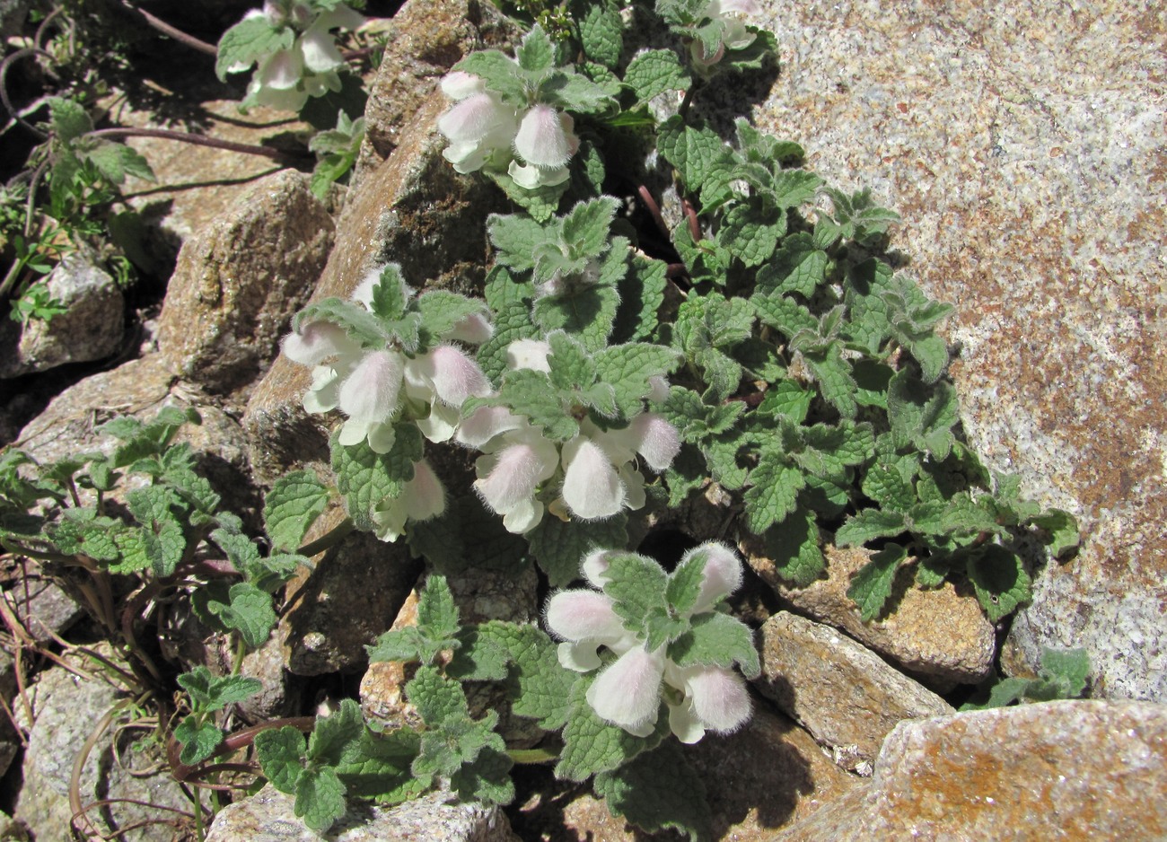 Image of Lamium tomentosum specimen.