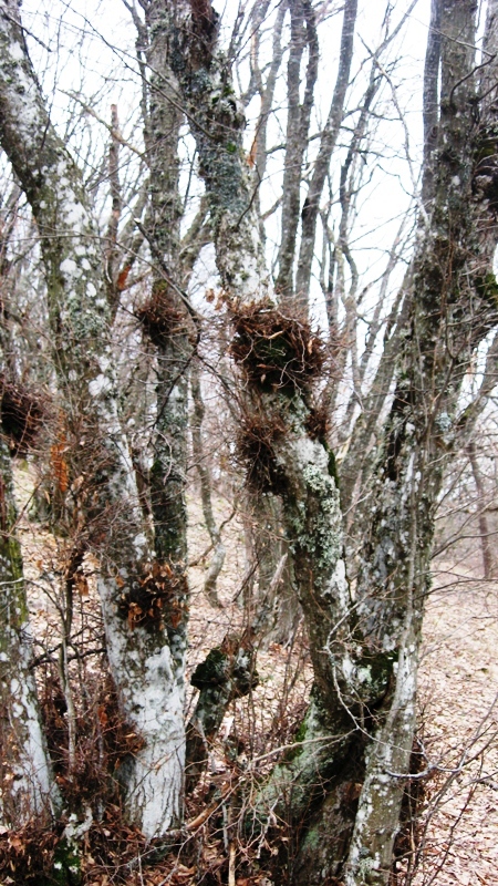 Image of Fagus × taurica specimen.