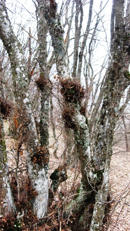 Image of Fagus &times; taurica specimen.