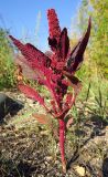 Amaranthus hypochondriacus