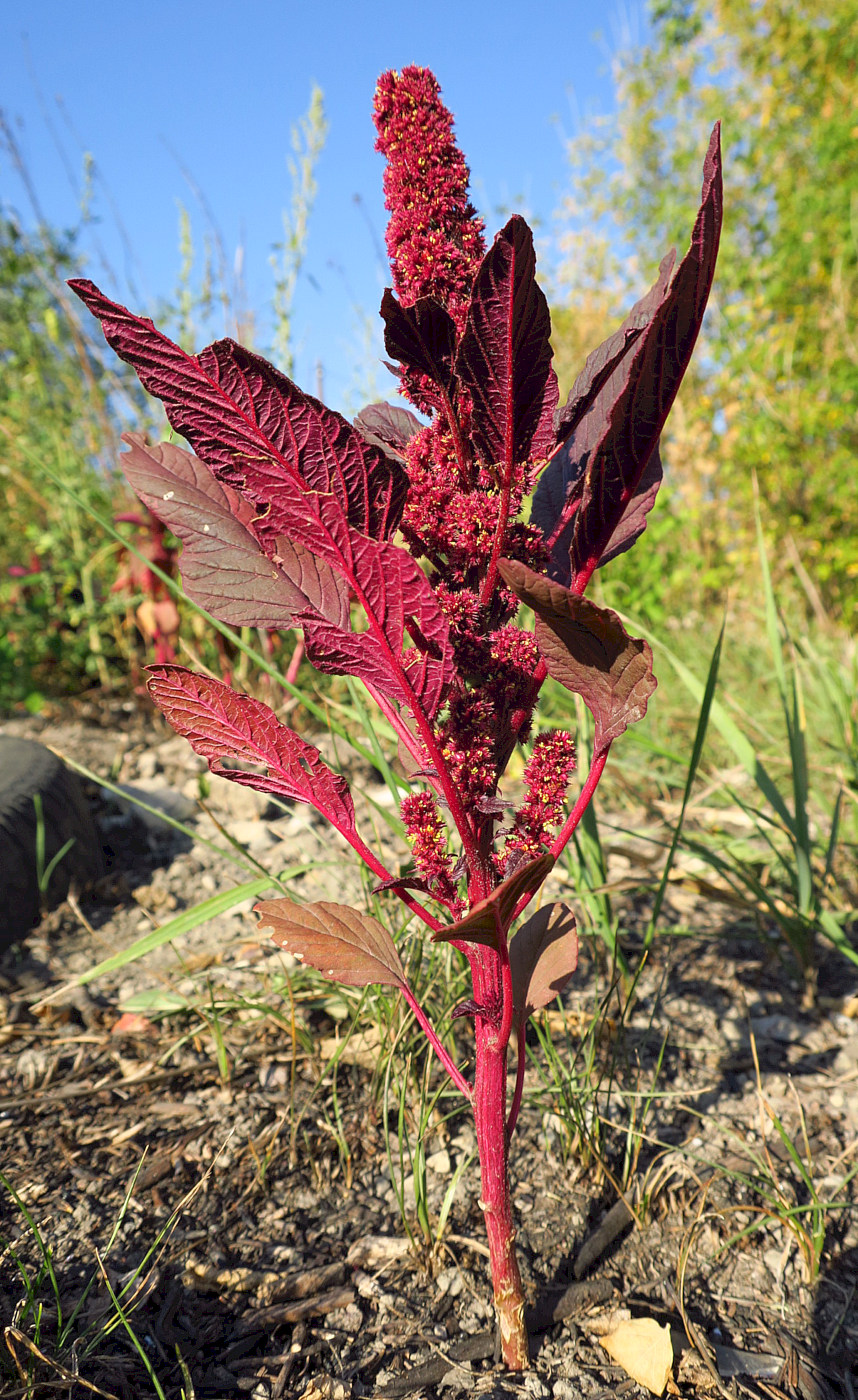 Изображение особи Amaranthus hypochondriacus.