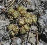 Draba cuspidata. Растения в состоянии покоя. Крым, городской округ Ялта, Ай-Петринская яйла, вершина скального выступа. 14.08.2017.