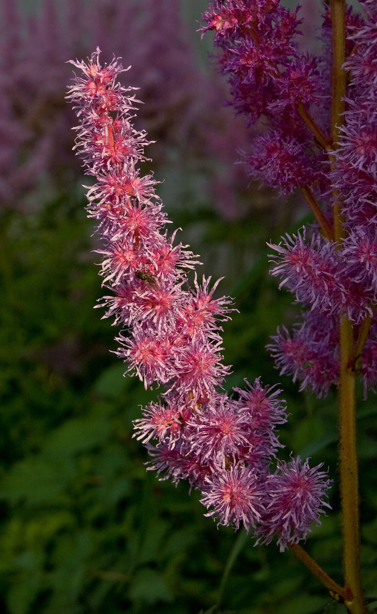 Image of Astilbe chinensis specimen.