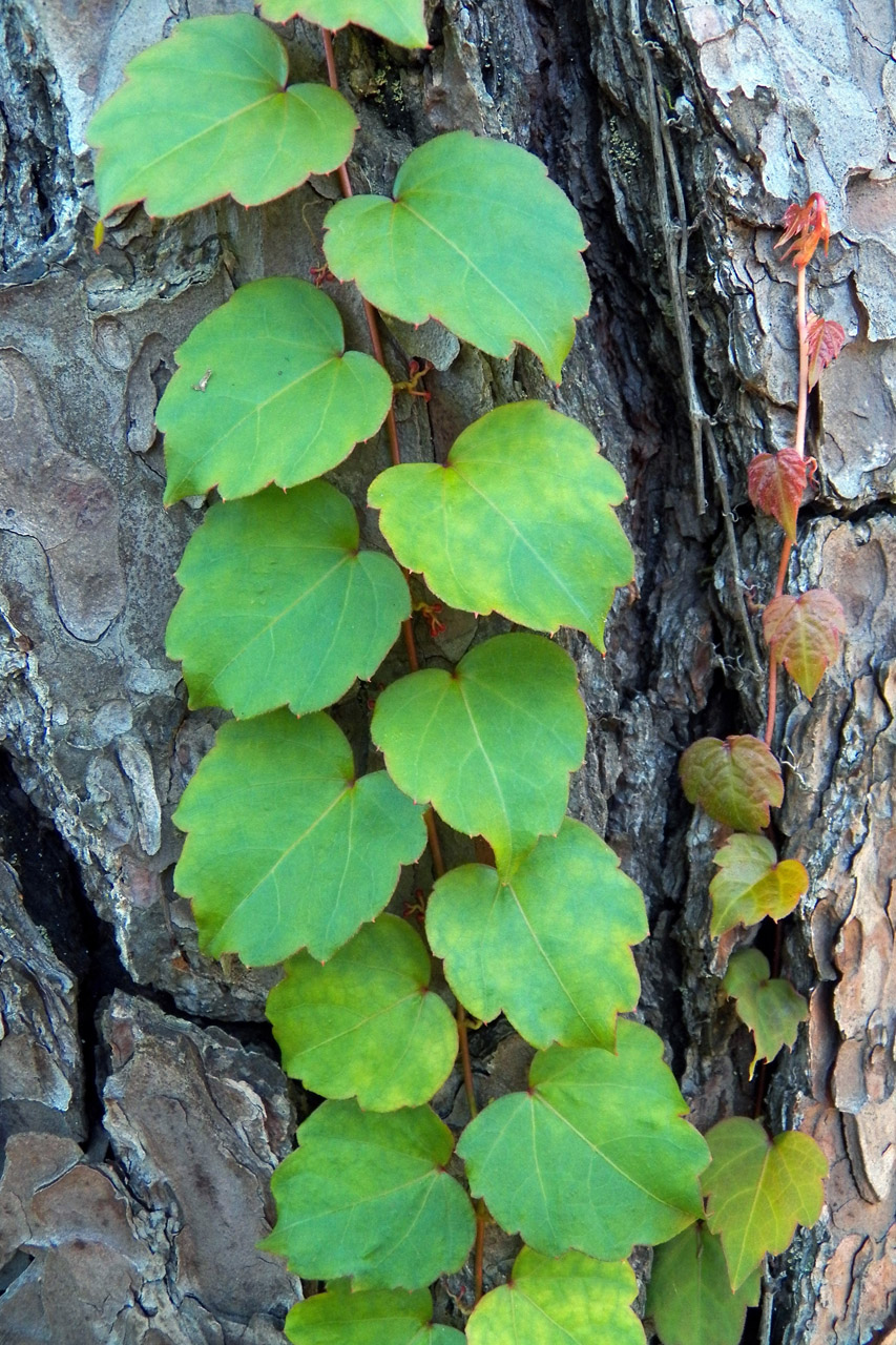 Image of Parthenocissus tricuspidata specimen.