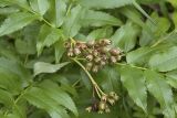 Sorbus sambucifolia. Соплодие с незрелыми плодами и сегменты листьев. Сахалинская обл., Охинский р-н; п-в Шмидта, отроги горы Три Брата, юго-западный склон сопки Сухарная, распадок. 14.07.2017.