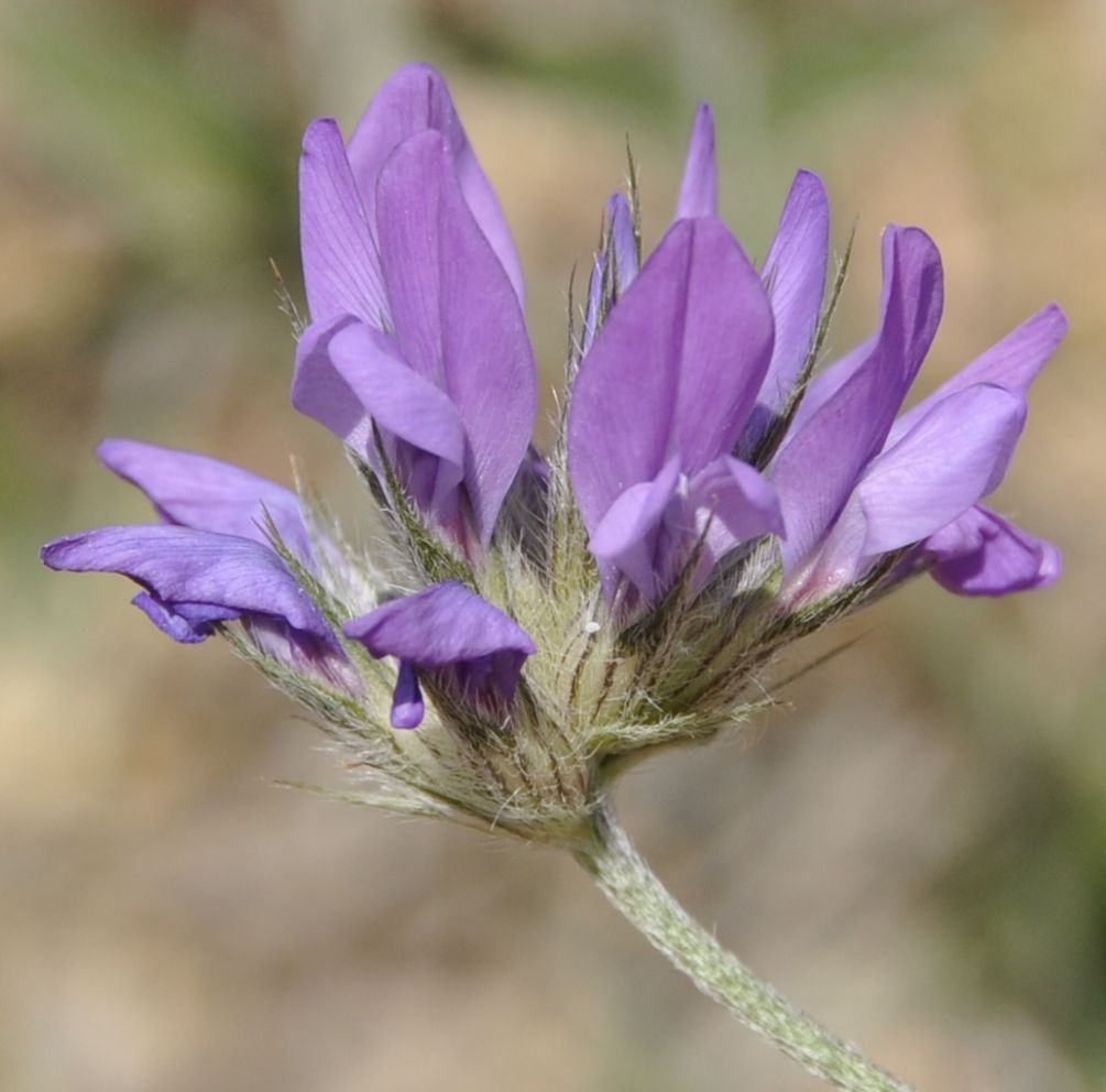 Изображение особи Psoralea bituminosa.