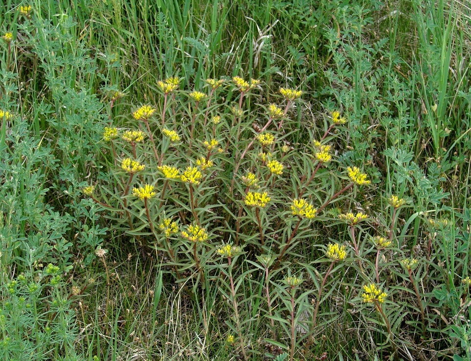 Изображение особи Aizopsis baicalensis.