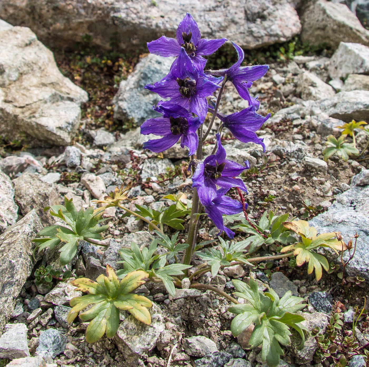 Изображение особи Delphinium caucasicum.