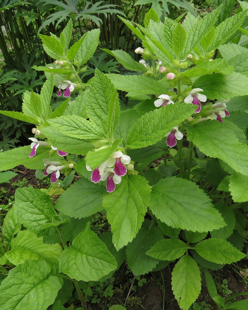 Изображение особи Melittis melissophyllum.