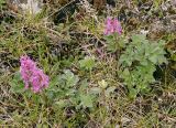 Corydalis paeoniifolia. Цветущие растения после дождя. Якутия, Нерюнгринский р-н, окр. перевала Тит, задернованный щебнистый склон. 12.07.2016.