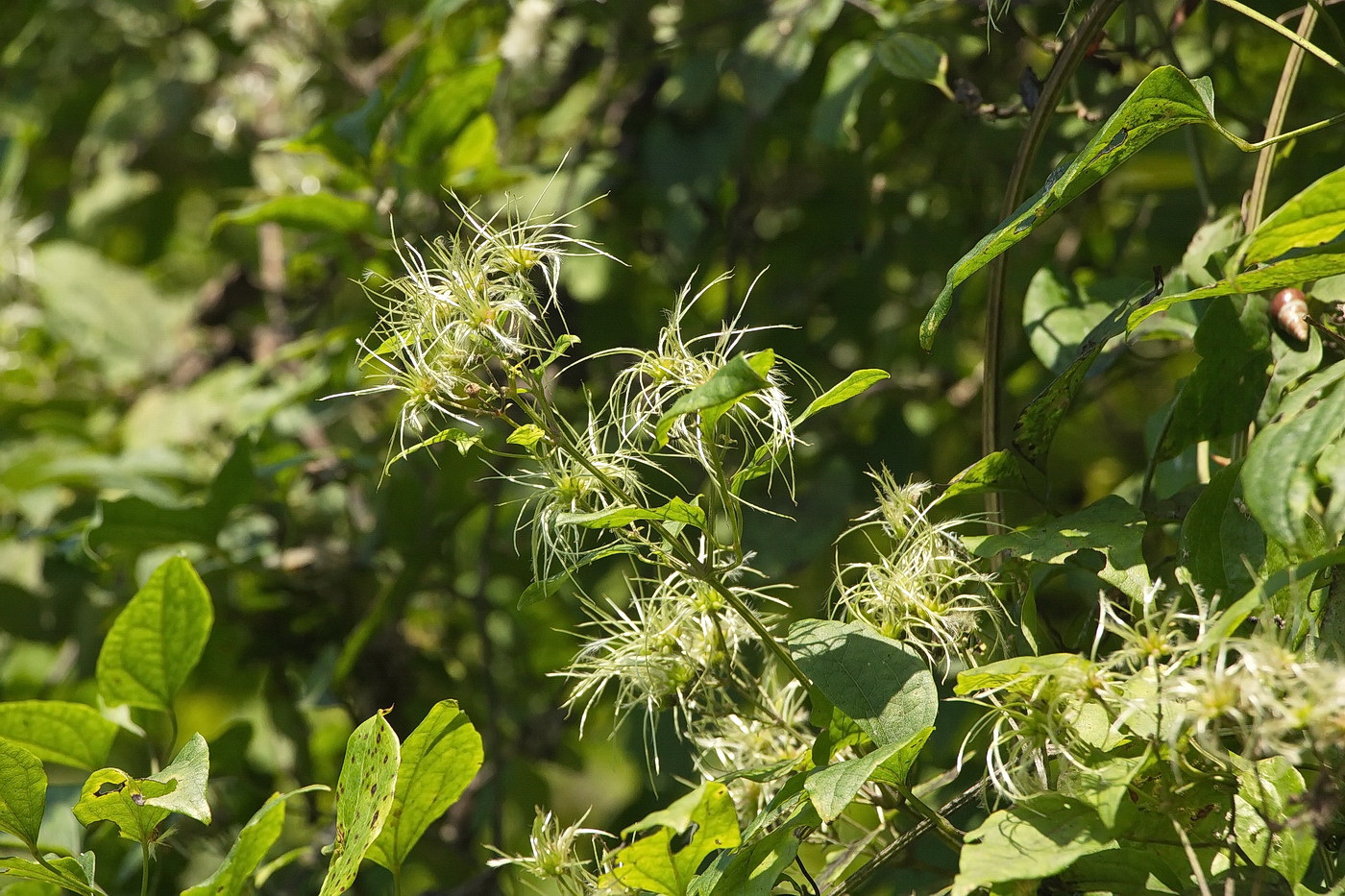 Image of Clematis vitalba specimen.