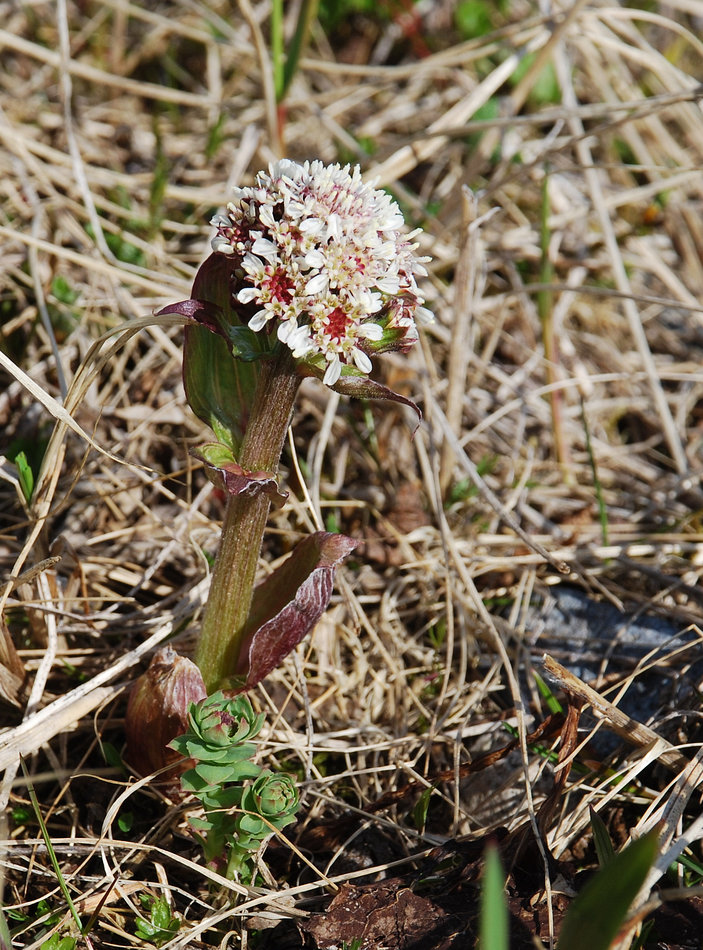 Image of Petasites frigidus specimen.