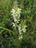 Pedicularis venusta. Верхушки цветущих растений. Магаданская обл., Ольский р-н, Ольское шоссе, разнотравный луг близ дороги. 15.07.2013.