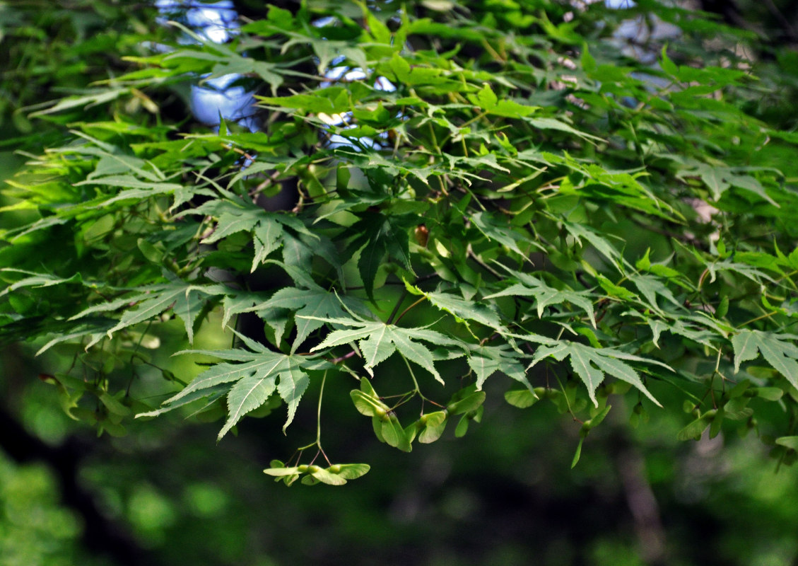 Image of Acer palmatum specimen.