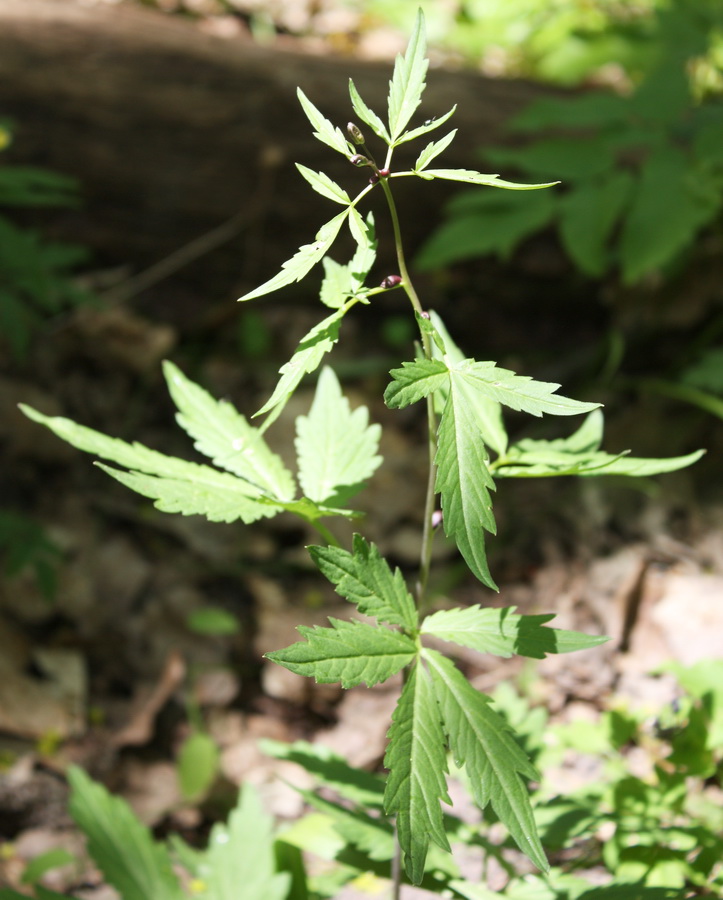 Image of Cardamine bulbifera specimen.