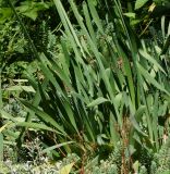 Allium nutans
