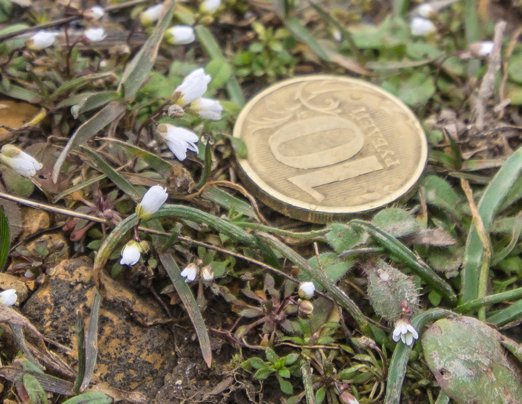 Image of genus Erophila specimen.