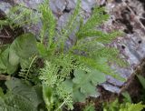 Achillea nobilis. Вегетирующее растение в сообществе с Rumex и Cirsium oleraceum. Чехия, Оломоуцкий край, природный заповедник Jeseníky, субальпийский луг, скальное обнажение. 15.06.2017.